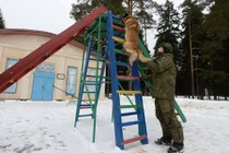 Cận cảnh chó nghiệp vụ được huấn luyện ở Nga