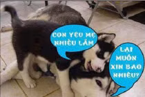 Giây phút nguy hiểm của động vật (41)