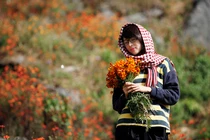 Xao xuyến ngắm cúc dại nhuộm vàng cao nguyên đá Hà Giang