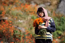 Xao xuyến ngắm cúc dại nhuộm vàng cao nguyên đá Hà Giang