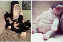 Khoảnh khắc siêu dễ thương của động vật (21)