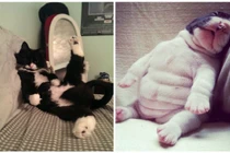 Khoảnh khắc siêu dễ thương của động vật (21)