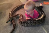 Bé 14 tháng tuổi thản nhiên để trăn “khủng” quấn quanh người