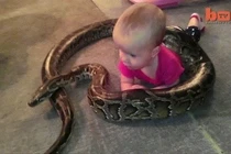 Bé 14 tháng tuổi thản nhiên để trăn “khủng” quấn quanh người