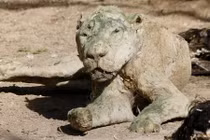 Hàng chục loài động vật chết khô vì đói ở Dải Gaza