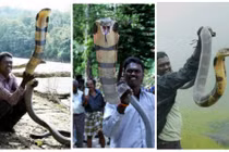 “Dị nhân” Ấn Độ sống giữa hàng vạn rắn chúa khổng lồ
