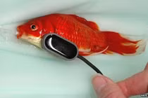 Chi 10 triệu đồng chữa bệnh táo bón cho cá vàng