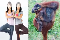 Khi động vật luyện tập thể thao (2)