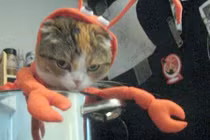 Khi mèo "dị ứng" với trang phục Halloween 