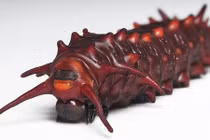 8 loài côn trùng kỳ dị nhất hành tinh