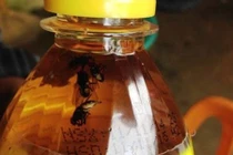 Giật mình 5 con ruồi trong chai C2