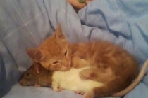 Khoảnh khắc dễ thương của động vật (16)