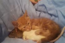 Khoảnh khắc dễ thương của động vật (16)