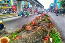 Nhà tài trợ thanh minh chuyện giục chặt 6700 cây xanh HN