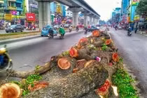 Nhà tài trợ thanh minh chuyện giục chặt 6700 cây xanh HN