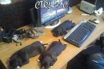 Chộp khoảnh khắc hài hước trong cuộc sống (99)