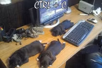 Chộp khoảnh khắc hài hước trong cuộc sống (99)