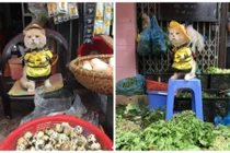 Gặp chú mèo ở Hải Phòng gây sốt mạng Thái Lan