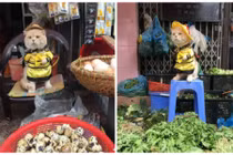 Gặp chú mèo ở Hải Phòng gây sốt mạng Thái Lan