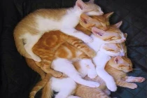 Khoảnh khắc dễ thương của động vật (5)