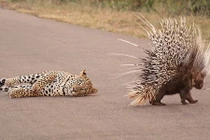 Chú báo nằm ngán ngẩm nhìn con mồi khó xơi bỏ đi