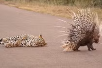 Chú báo nằm ngán ngẩm nhìn con mồi khó xơi bỏ đi