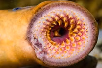 Thủy quái cổ đại bỗng dưng xuất hiện gây xôn xao dư luận