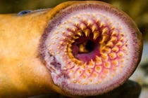 Thủy quái cổ đại bỗng dưng xuất hiện gây xôn xao dư luận