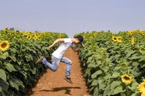 Phượt cánh đồng hoa hướng dương đẹp nhất Việt Nam