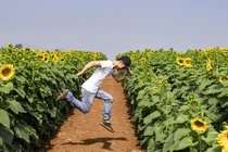 Phượt cánh đồng hoa hướng dương đẹp nhất Việt Nam