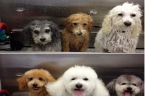 Khoảnh khắc siêu dễ thương của động vật (19)