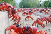 Đảo Chrismas đỏ rực vì cua “hành hương”