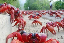 Đảo Chrismas đỏ rực vì cua “hành hương”