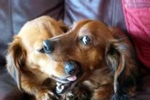 Khoảnh khắc dễ thương của động vật (14)