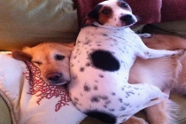 Khoảnh khắc siêu dễ thương của động vật (17)