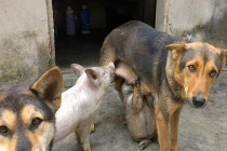 Ảnh cười Facebook: Lợn con bú "ké"