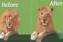 Cười sặc với loạt ảnh trước và sau siêu hài hước