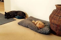 Khi động vật... "ngã" đâu là giường