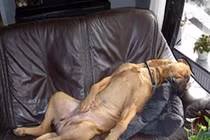 Tư thế ngủ cực “vô duyên” của cún cưng