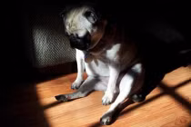 Muôn kiểu tư thế tắm nắng của động vật