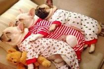 Khoảnh khắc dễ thương của động vật (8)