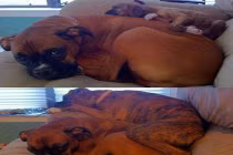 Thú cưng ngày ấy và bây giờ