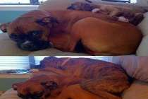 Thú cưng ngày ấy và bây giờ