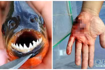 Hàm răng gây ớn lạnh của loài cá ăn thịt người