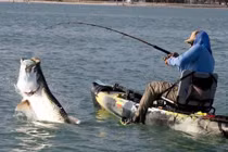 Khoảnh khắc hài hước: Câu được cá lớn