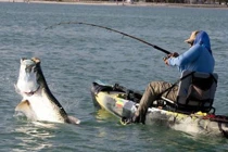 Khoảnh khắc hài hước: Câu được cá lớn