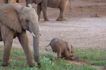 Chú voi con luống cuống khi chập chững tập đi