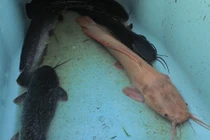 Bắt được cá trê lạ trên sông Sài Gòn