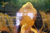 Hổ mang chúa 18 tuổi dài hơn 4m, nặng đến 20kg