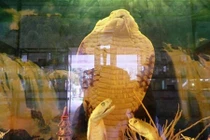 Hổ mang chúa 18 tuổi dài hơn 4m, nặng đến 20kg